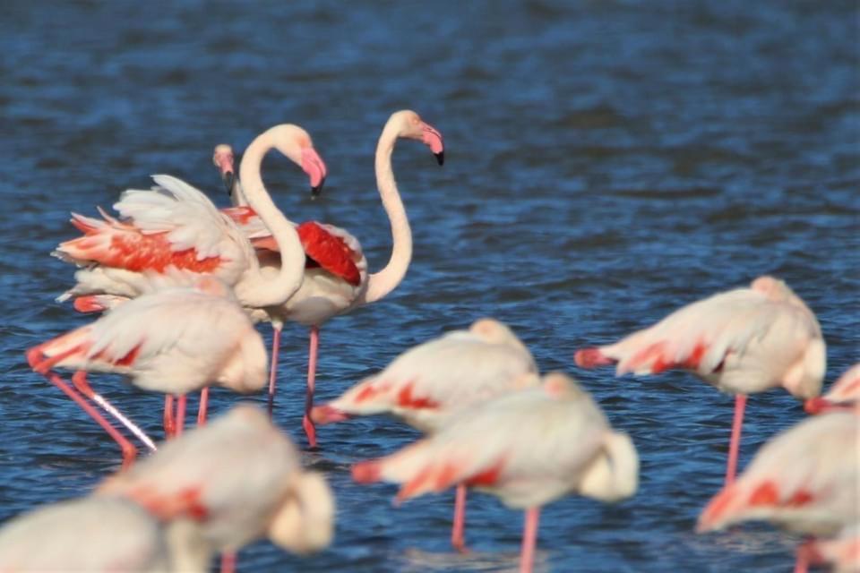 Barcaresa-La Perle Vue Mer Pieds Dans L'Eau Clim Wifi Leucate Exterior foto